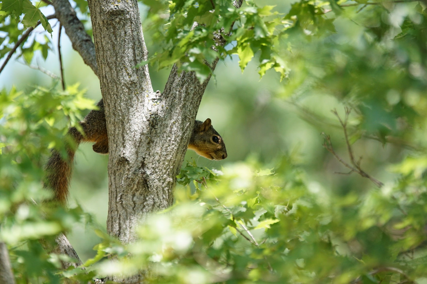 Squirrel
